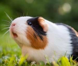 Can Guinea-Pigs Eat Hamster Food