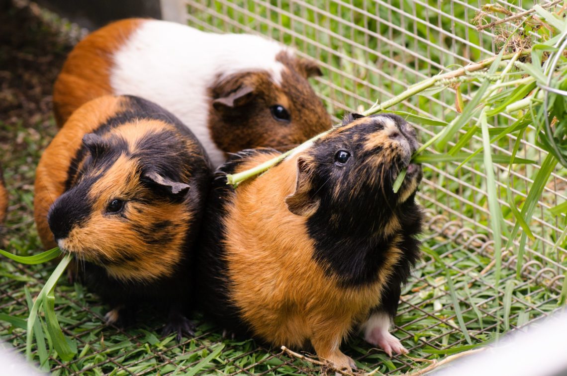 Can Guinea Pigs Eat Peanut Butter? MyPetCareJoy