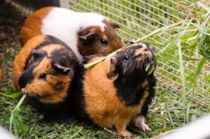 Can Guinea Pigs Eat Peanut-Butter