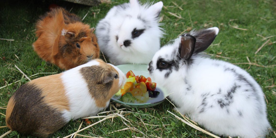 Can Rabbits And Guinea Pigs Live Together? MyPetCareJoy