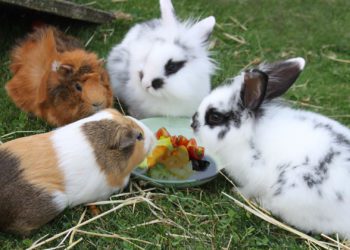 Can Rabbits And Guinea Pigs Live Together