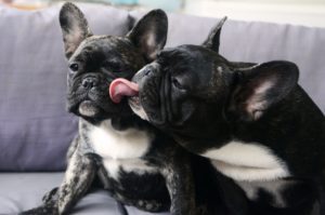 French Bulldog Care Guide