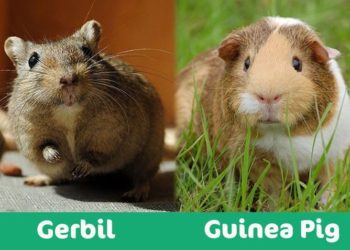 Gerbil VS Guinea Pig- Which Pet Should You Get