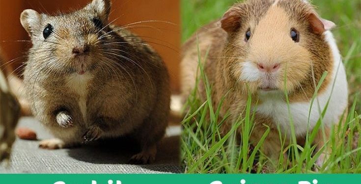 Gerbil VS Guinea Pig- Which Pet Should You Get