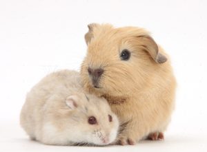 Guinea Pig - Hamster