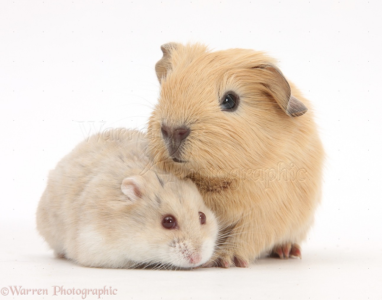 Guinea Pig Hamster MyPetCareJoy
