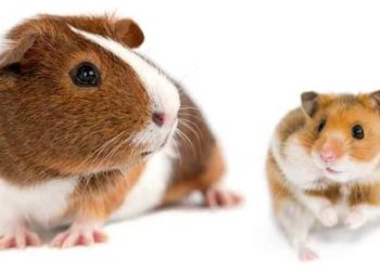 Guinea Pig Or Hamster