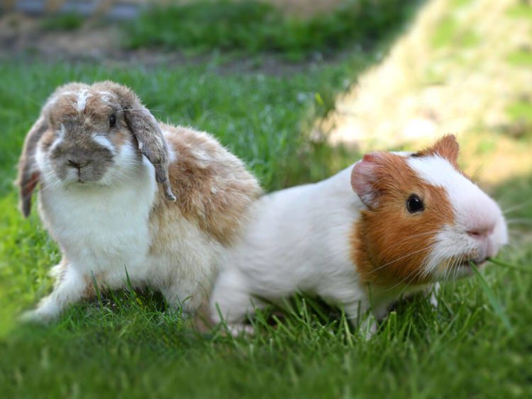 Guinea Pig vs Rabbit Which Pet Should You Get? MyPetCareJoy