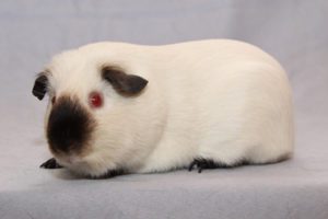 Himalayan Guinea-Pig