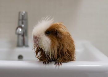 How To Bathe A Guinea-Pig