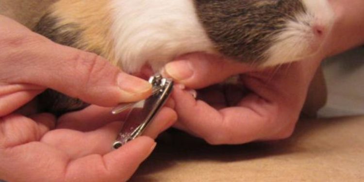 How To Cut Your Guinea Pig's Nails