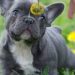 How To Make Your French Bulldog Smell Better