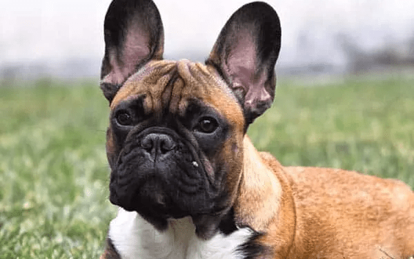 How To Properly Clean Your French Bulldog's Eyes