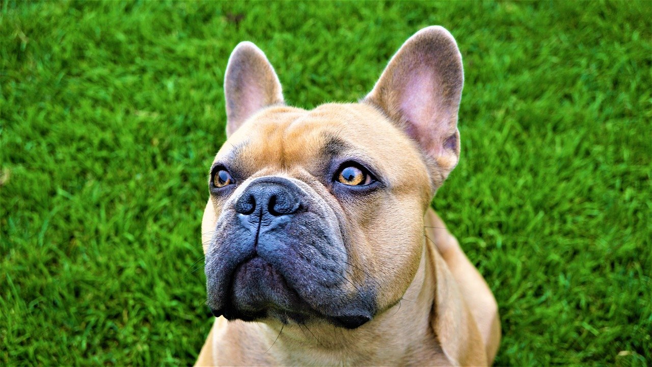 How To Properly Clean Your French-Bulldog’s Eyes | MyPetCareJoy