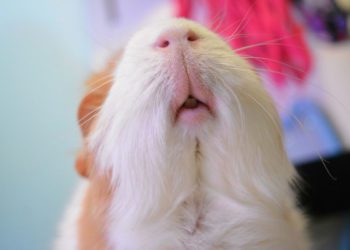 How To Train A Guinea Pig Not To Bite