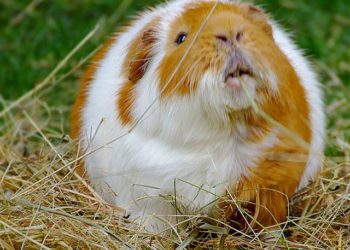 Is My Guinea-Pig Fat