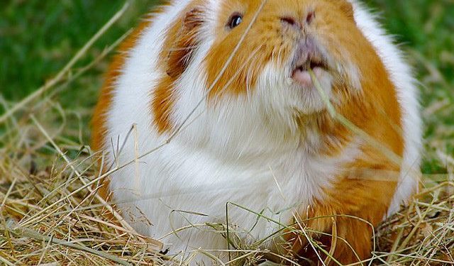 Is My Guinea-Pig Fat