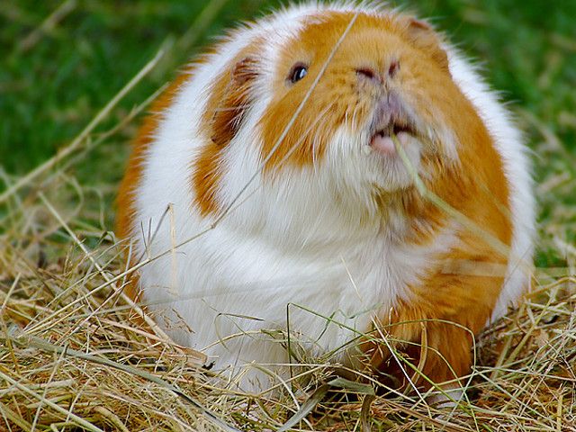 Is My Guinea-Pig Fat