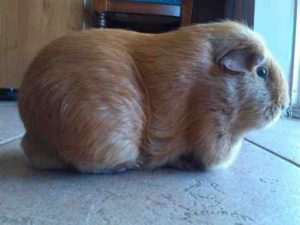 Is My Guinea Pig Fat