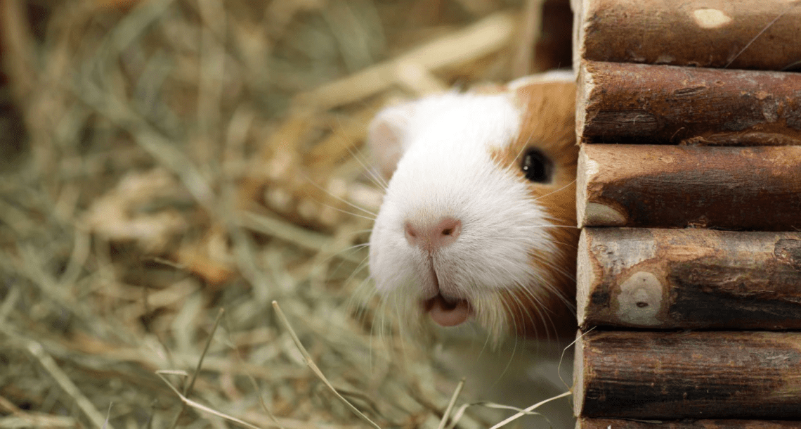 Why Does My Guinea Pig Lick Me? MyPetCareJoy
