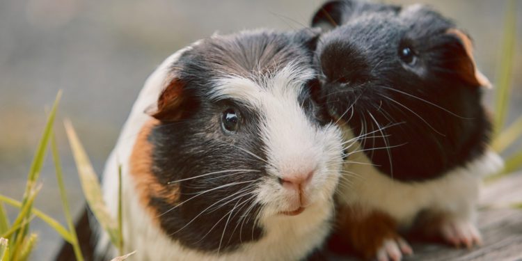 Unhappy Guinea Pig Noises – What do they mean