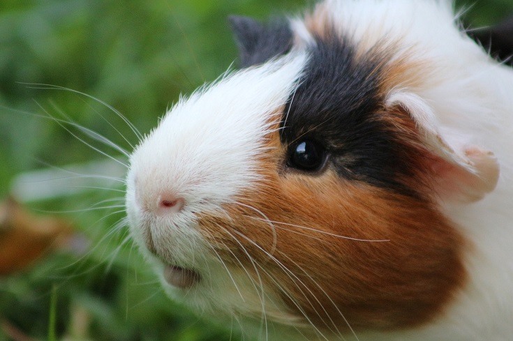 What Do Watery Eyes On My Guinea Pig Mean? | MyPetCareJoy