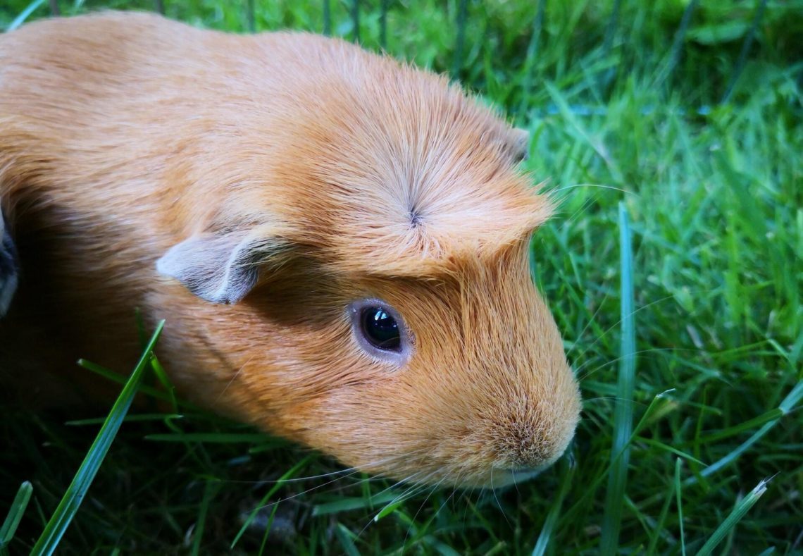 what-do-watery-eyes-on-my-guinea-pig-mean-mypetcarejoy