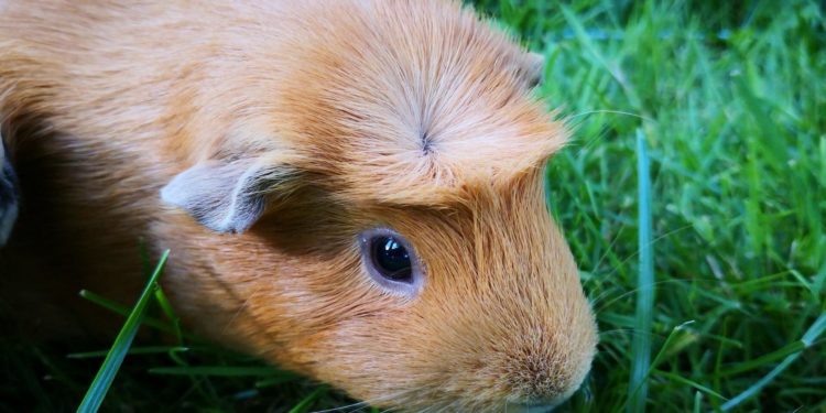 What Do Watery Eyes On My Guinea Pig Mean