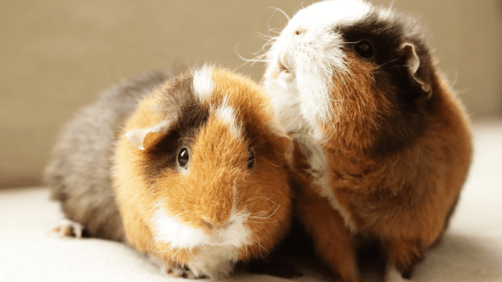 Why Do Guinea Pigs Fight? How To Stop Them Fighting? MyPetCareJoy