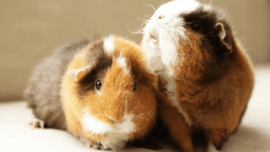 Why Do Guinea-Pigs Fight