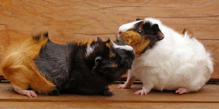 Why Do Guinea Pigs Fight