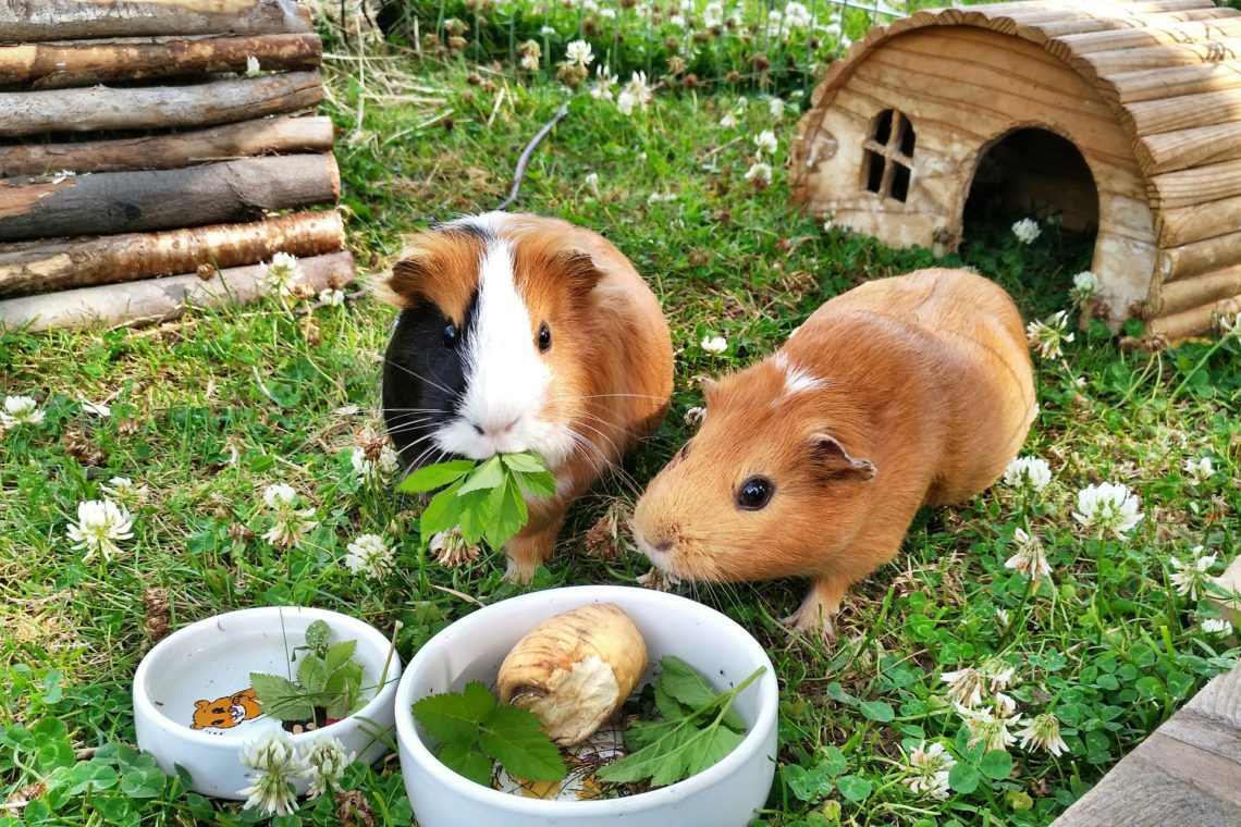 Why Is My Guinea Pig Not Eating? MyPetCareJoy
