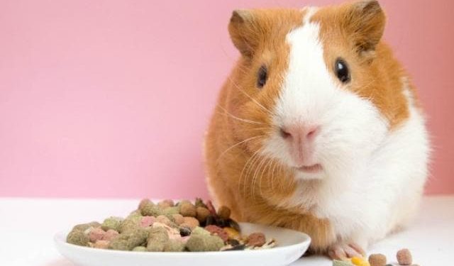Why Is My Guinea Pig Not Eating