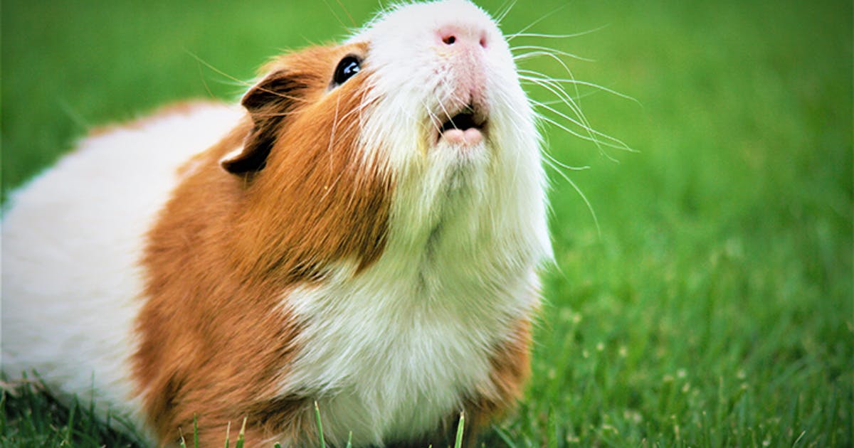 Why Isn’t My Guinea Pig Drinking Water? MyPetCareJoy