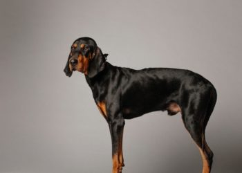 4 Best Dog Boots For Black and Tan Coonhound