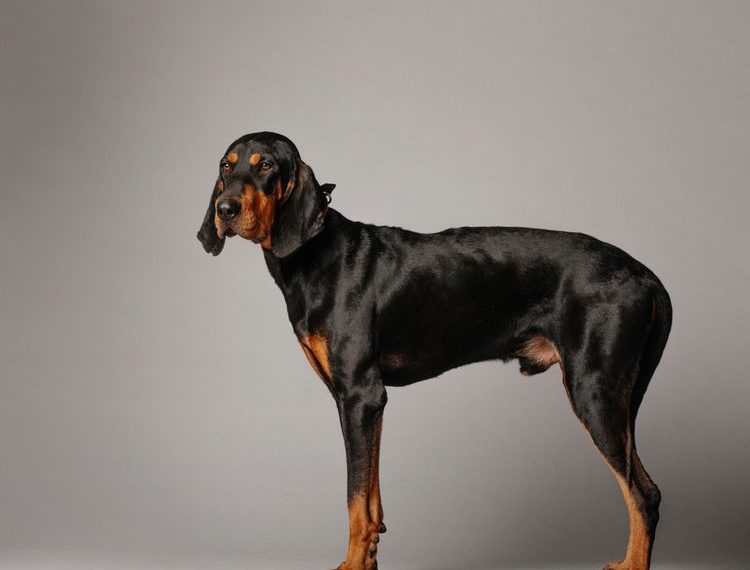 4 Best Dog Boots For Black and Tan Coonhound