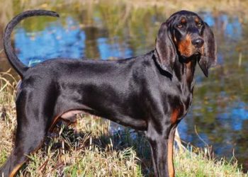 5 Best Dog Brush For Black and Tan Coonhound