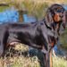 5 Best Dog Brush For Black and Tan Coonhound