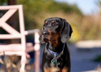 5 Best Dog Collars For Black and Tan Coonhound