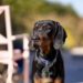 5 Best Dog Collars For Black and Tan Coonhound