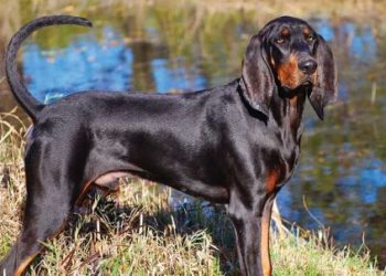 5 Best Dog Food For Black And Tan Coonhound