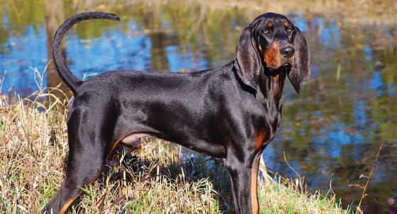 5 Best Dog Food For Black And Tan Coonhound