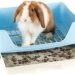 5 Best Guinea Pig Litter Box