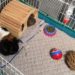 6 Best Guinea Pig Cage Liners