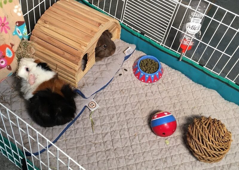 6 Best Guinea Pig Cage Liners