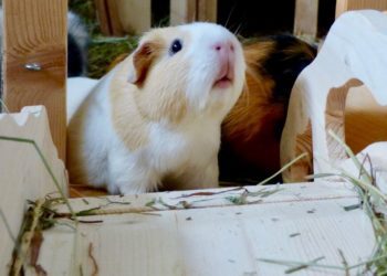 6 Best Guinea Pig Ramp