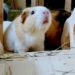 6 Best Guinea Pig Ramp