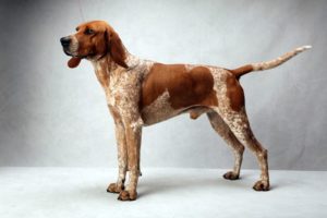 American-English Coonhound