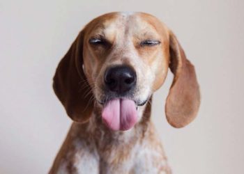 American English Coonhound Everything You Need To Know