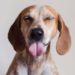 American English Coonhound Everything You Need To Know